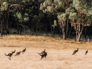Kyneton Ridge Estate Cellar Door Kangaroos gallery