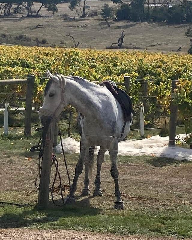 Kyneton Ridge Estate Cellar Door horse gallery