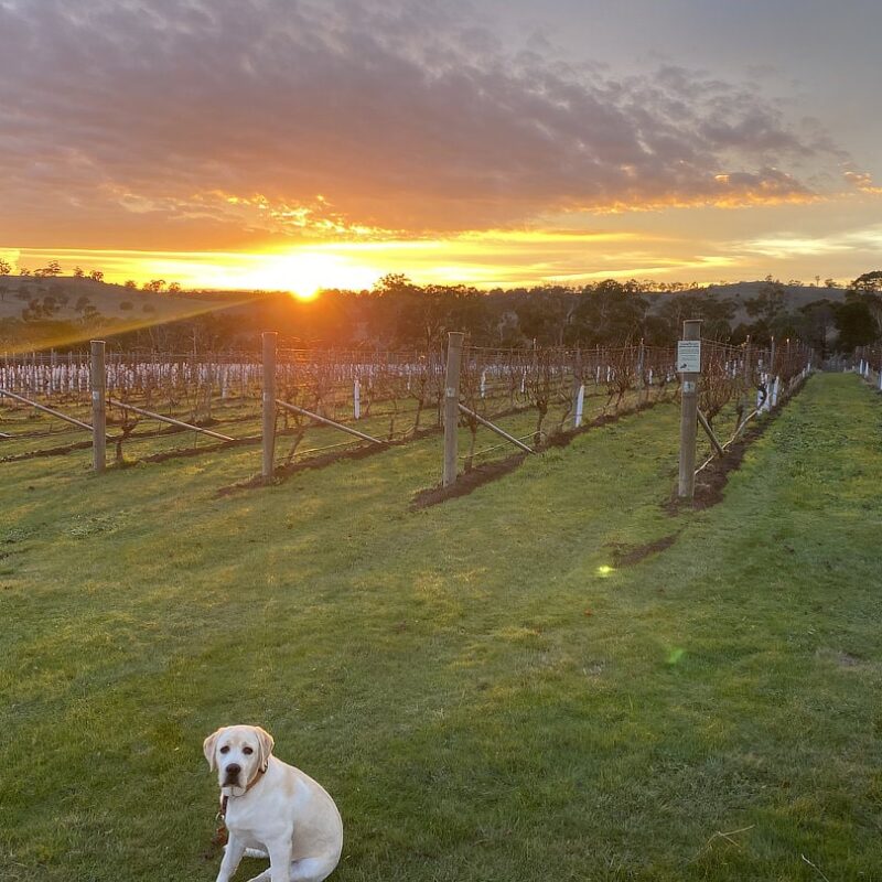 Kyneton Ridge Estate vines at sunset Kyneton Ridge Estate vines at sunset