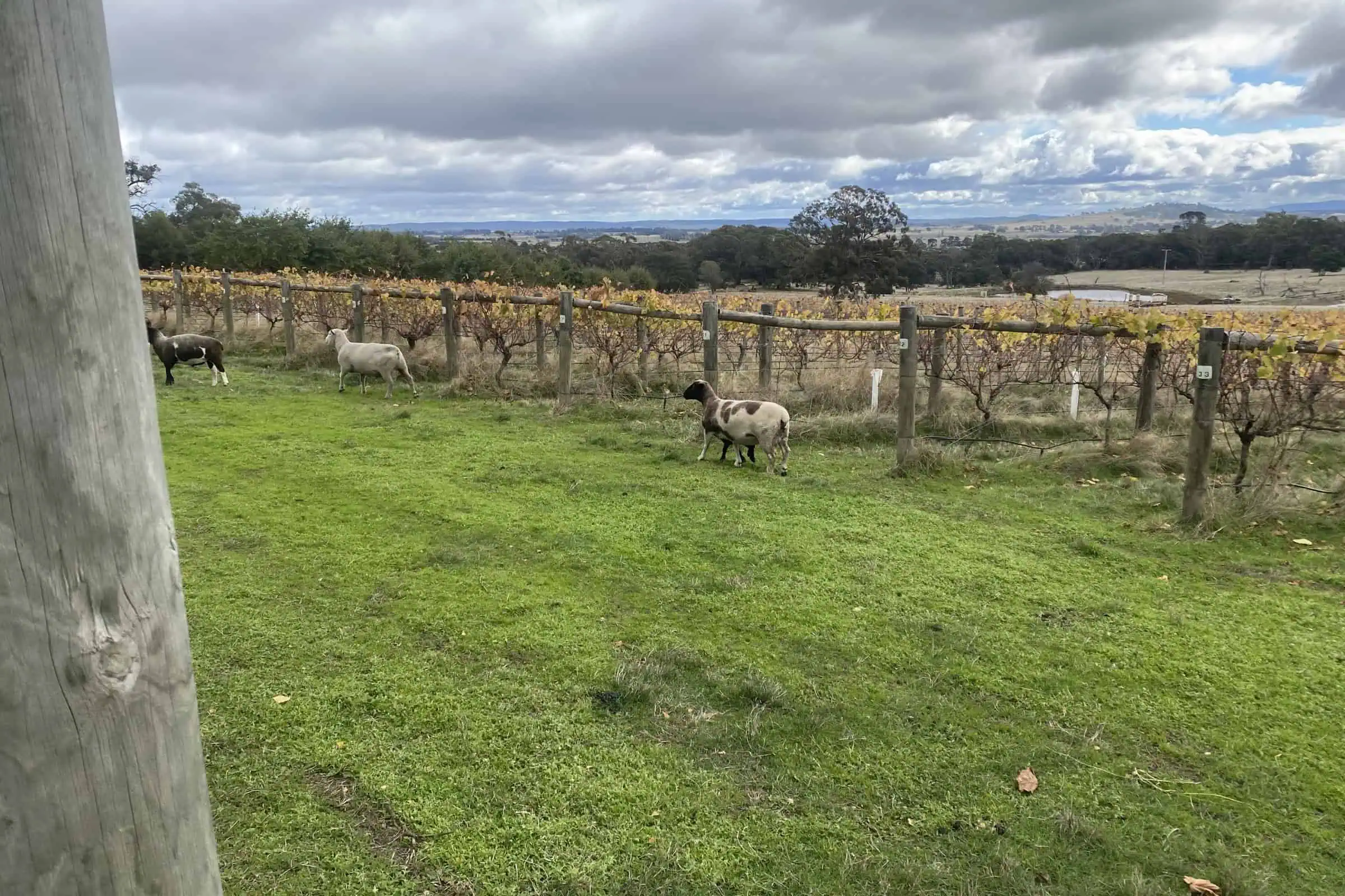 Kyneton Ridge Estate - vineyard 4